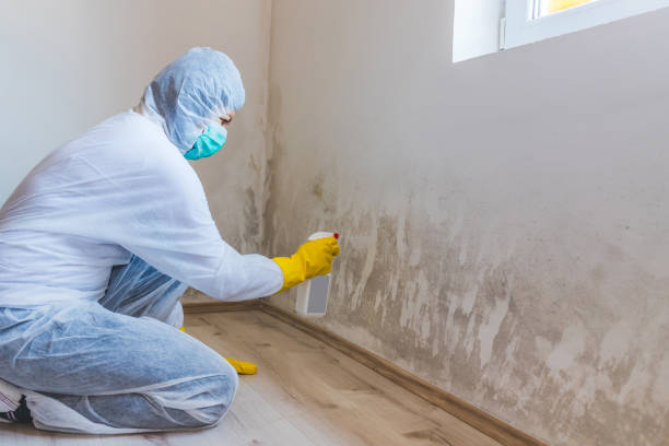 Licensed Mold Testing service in Sparta, NC - WQB Mold Removal